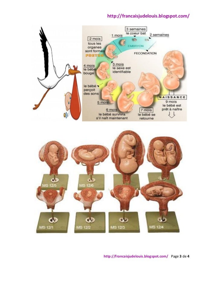 Evolution De La Grossesse